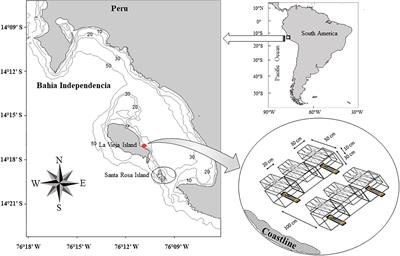 The Early Life History Transitions of the Bivalve Aulacomya atra From the Humboldt Current System Off Peru Are Affected by Human Exploitation and Modulated by El Niño–La Niña Cycle